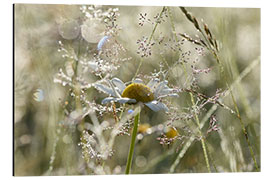 Aluminium print Early morning in the meadow