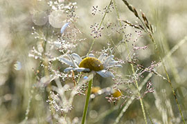 Magnettafel Am frühen Morgen in der Wiese