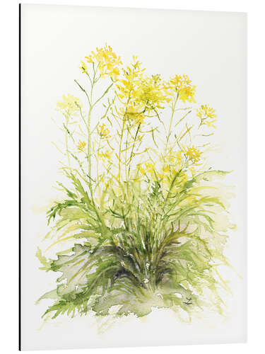 Aluminium print Mustard Flowers