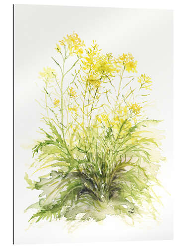 Gallery print Mustard Flowers