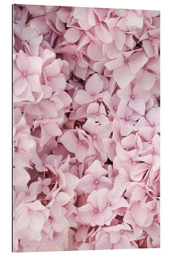 Gallery print Pastel colored hydrangea