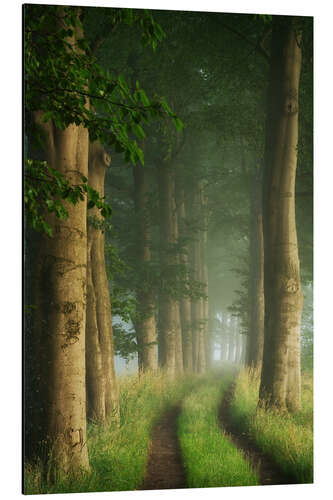 Aluminium print Summer path