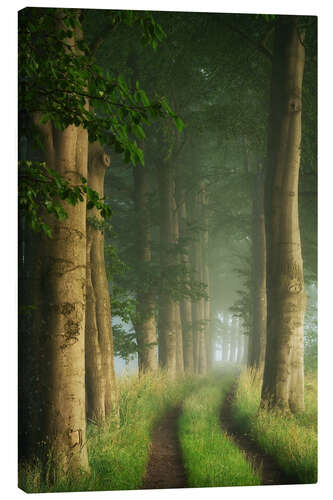 Canvas print Summer path