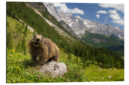 Aluminium print Marmot enjoys alpine summer