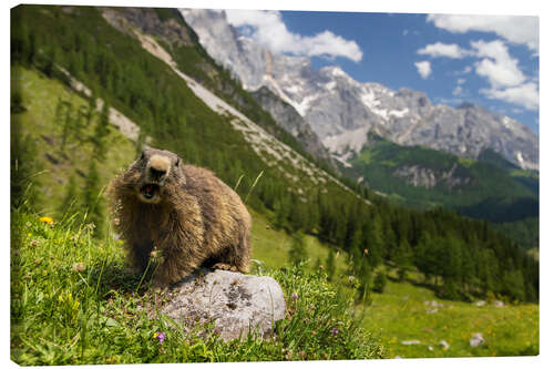 Lienzo Marmot enjoys alpine summer