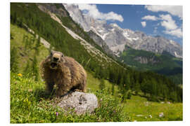 Tableau en PVC Marmot enjoys alpine summer