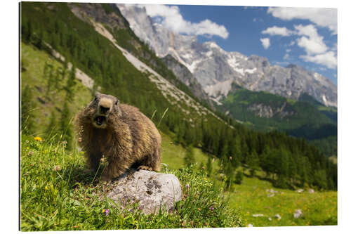 Galleriprint Marmot enjoys alpine summer