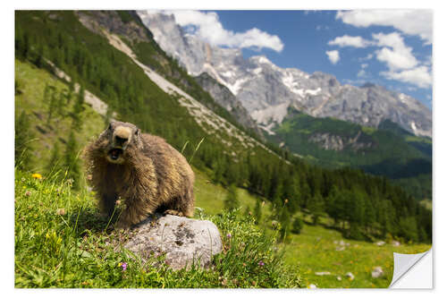 Naklejka na ścianę Marmot enjoys alpine summer