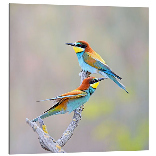 Aluminium print Bee-eater