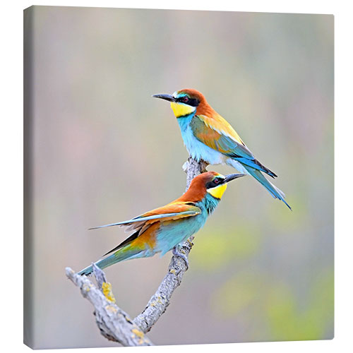 Canvas print Two Bee-eaters