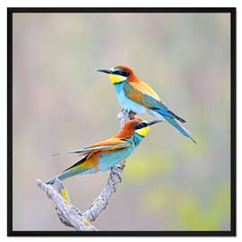Gerahmter Kunstdruck Zwei Bienenfresser