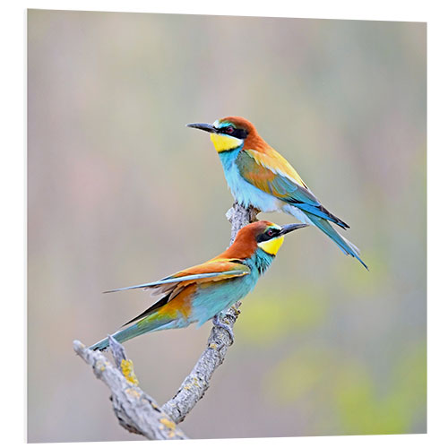 Foam board print Two Bee-eaters