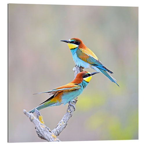 Gallery print Two Bee-eaters