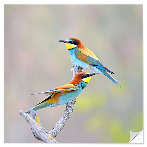 Sisustustarra Bee-eater