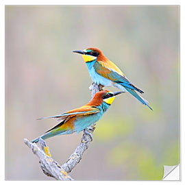 Sticker mural Bee-eater