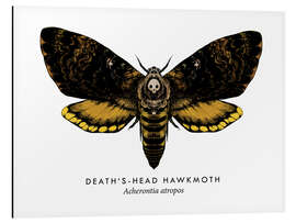 Tableau en aluminium Death's-head hawk moth