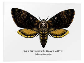 Quadro em PVC Death's-head hawk moth