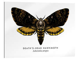 Gallery print Death&#039;s-head hawk moth