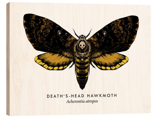 Tableau en bois Death's-head hawk moth