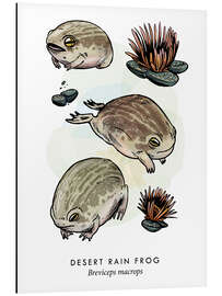 Magnettafel Wüstenregenfrosch