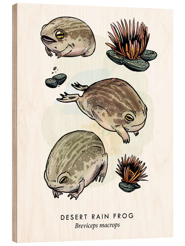 Obraz na drewnie Desert rain frog