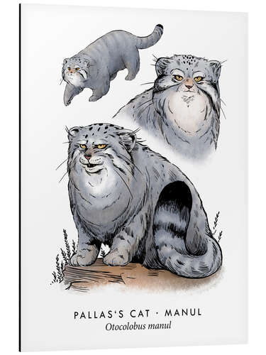 Print på aluminium Pallas's cat