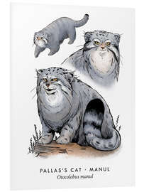 Tableau en PVC Pallas's cat