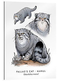 Gallery print Pallas&#039;s cat