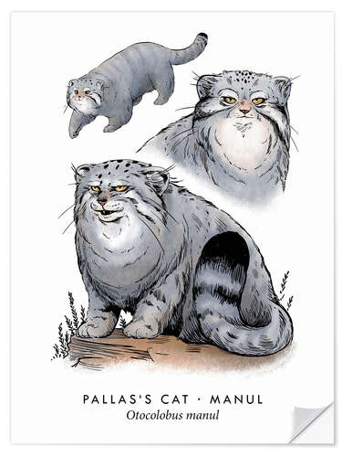 Selvklæbende plakat Pallas's cat