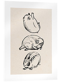 Acrylic print  Three frogs - Velozee