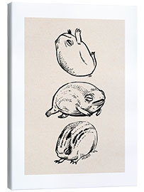 Canvas print  Three frogs - Velozee