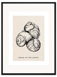 Gerahmter Kunstdruck Weinbergschnecken