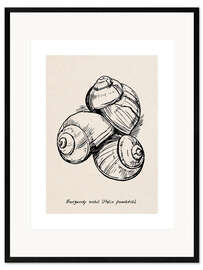 Gerahmter Kunstdruck Weinbergschnecken
