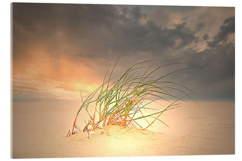 Acrylic print Dune grass in the sunset