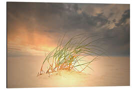 Aluminium print Dune grass in the sunset