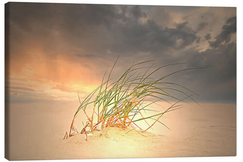 Quadro em tela Dune grass in the sunset