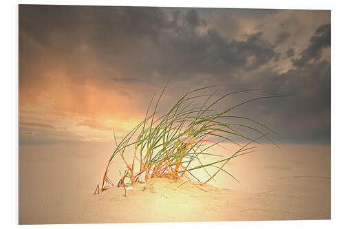 PVC-taulu Dune grass in the sunset