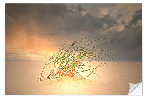 Sisustustarra Dune grass in the sunset