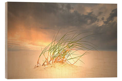 Tableau en bois Dune grass in the sunset