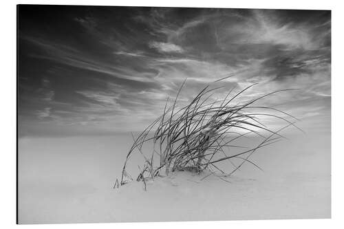 Aluminium print Dune grass in the wind