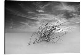 Gallery print Dune grass in the wind