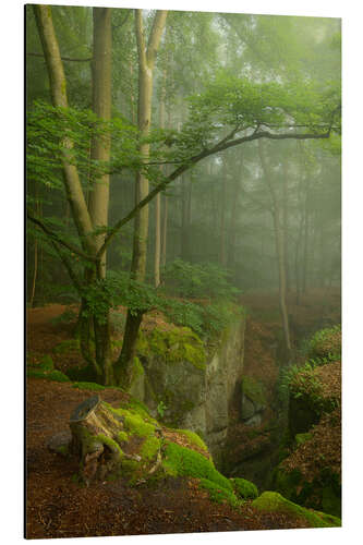 Aluminiumtavla Beautiful misty morning in the Teufelschlucht, Germany