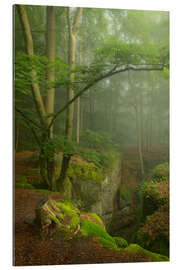 Galleritryk Beautiful misty morning in the Teufelschlucht, Germany