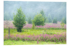 Foam board print Fields of Foxglove in the High Fens