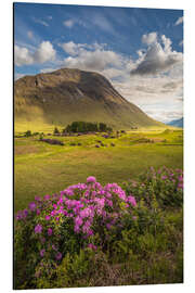 Aluminium print Wild rhododendron in the Highlands, Scotland