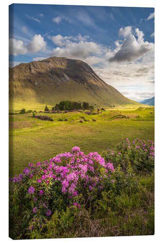 Quadro em tela Wild rhododendron in the Highlands, Scotland