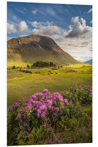 Hartschaumbild Wilder Rhododendron in den Highlands, Schottland