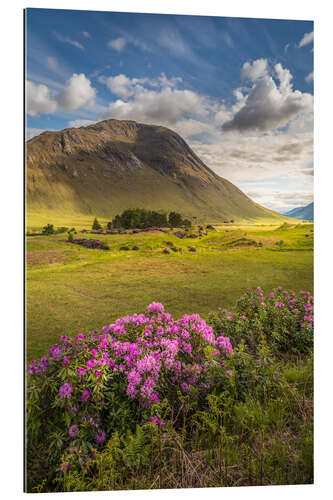 Cuadro de plexi-alu Wild rhododendron in the Highlands, Scotland