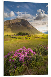 Gallery print Wild rhododendron in the Highlands, Scotland