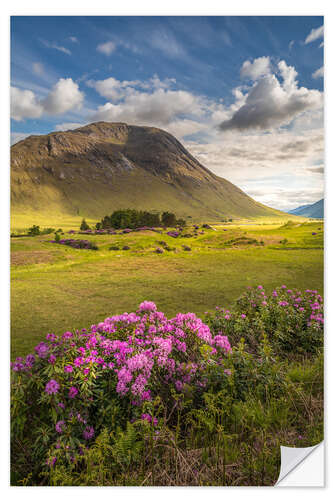 Selvklæbende plakat Wild rhododendron in the Highlands, Scotland